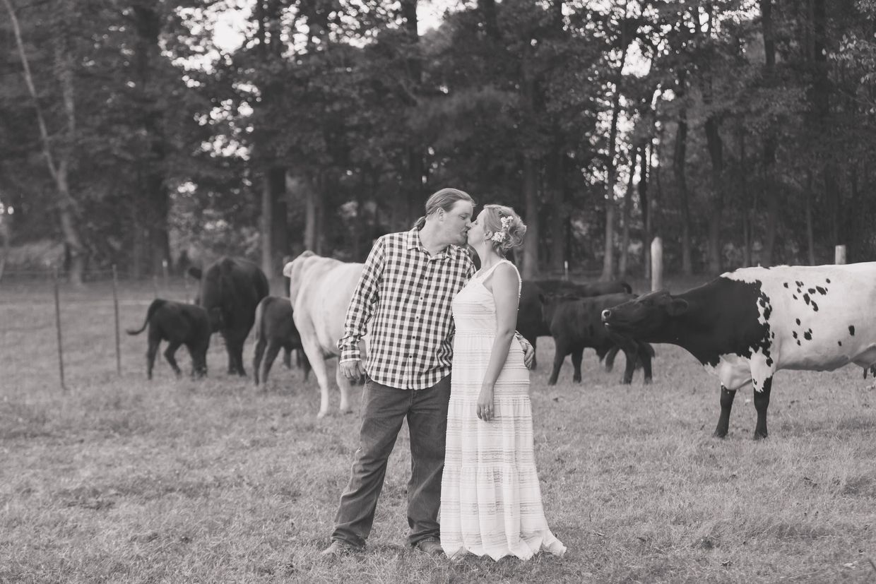 Couple kissing in a field with cows.