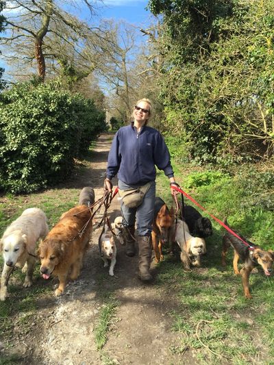 The dogs in the picture were not walked by me at the same time. Its only for the photo