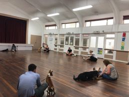 Puppy training
puppy training near me
dog toys
crate training
dog training collars
puppy classes