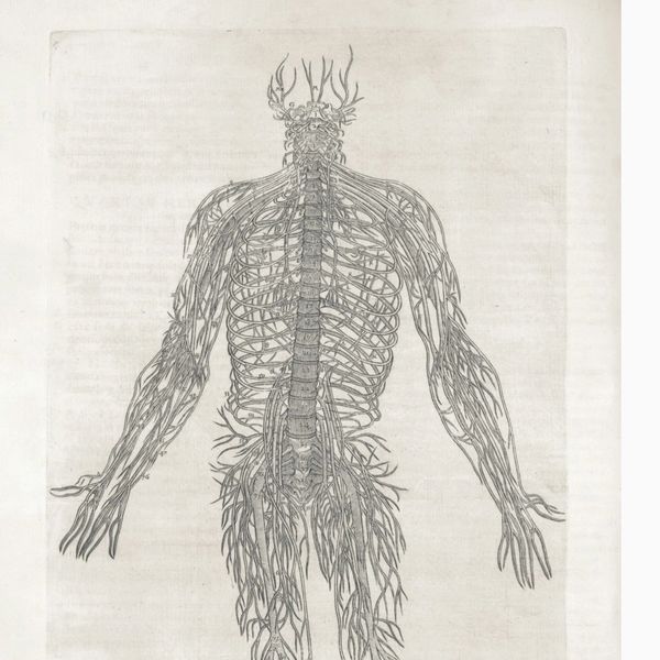 Detailed anatomical illustration of the human nervous system viewed from the back.