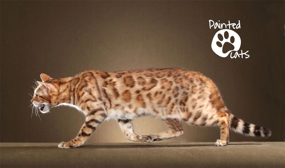 Walking rosetted female bengal cat. Destiny Bengals All That Glitters paintedcats Painted cats