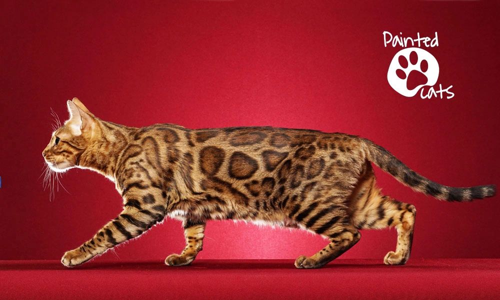 Walking rosetted spotted female bengal cat. Paintedcats Inc Painted cats