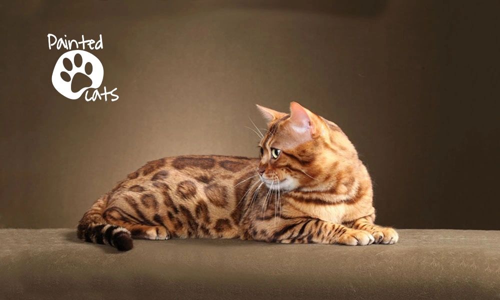 A male Bengal cat laying down. Dazzledots Gold Standard paintedcats Painted cats