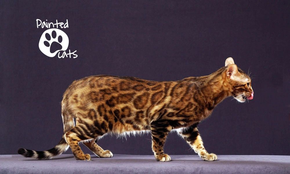 Walking rosetted spotted female bengal cat. Paintedcats Menina Simpático Painted cats