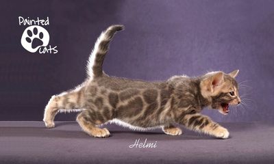 A female blue rosetted Bengal kitten walking. Paintedcats Tangled Up in Blue Painted cats