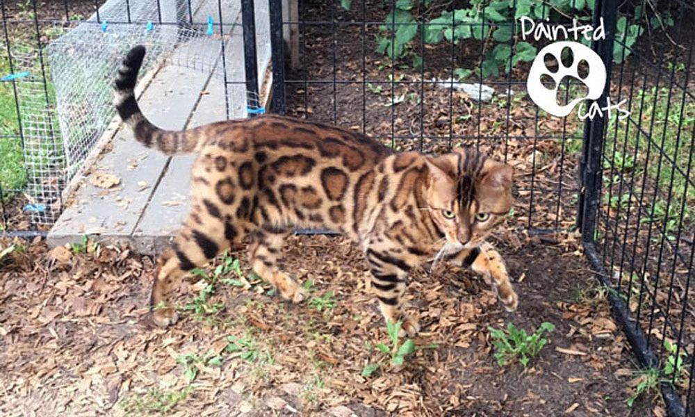 A male rosetted Bengal cat outdoors. Risinsun Fly Me To The Moon paintedcats Painted cats