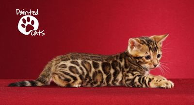 A male rosetted Bengal kitten laying down Paintedcats Dreamer Painted Cats