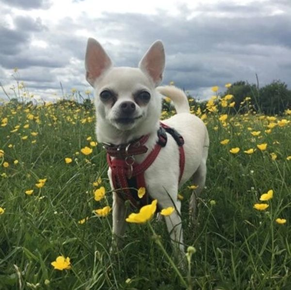 A Chihuahua in a grass field