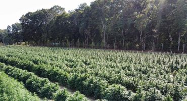 NY Canna Farms & Pirate Farms NY Cannabis Outdoor Cannabis