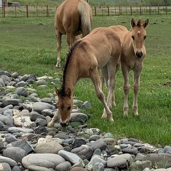 Two of this years, 2022 foals. 
