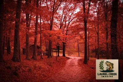 Autumn forest path with rich red foliage and a cabin.