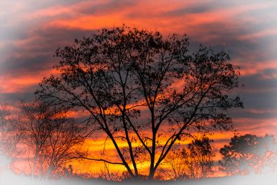 Silhouetted tree against a fiery West Virginia sunset sky in the Appalachian landscape