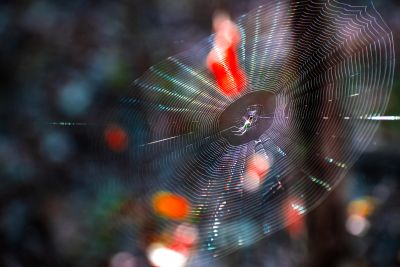 Macro nature photography print of spider web with dew drops and colorful bokeh background
