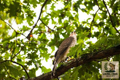 West Virginia wildlife photography print featuring hawk perched on tree branch in forest canopy
