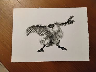 Charcoal drawing of a goose flapping its wings. Threatened swan