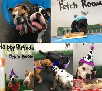 Dog party, dog dress up, dog play, dog cake, dog hat