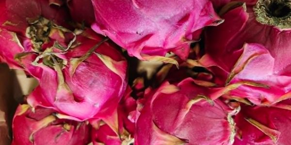 Close-up of fresh dragon fruits with pink skin.