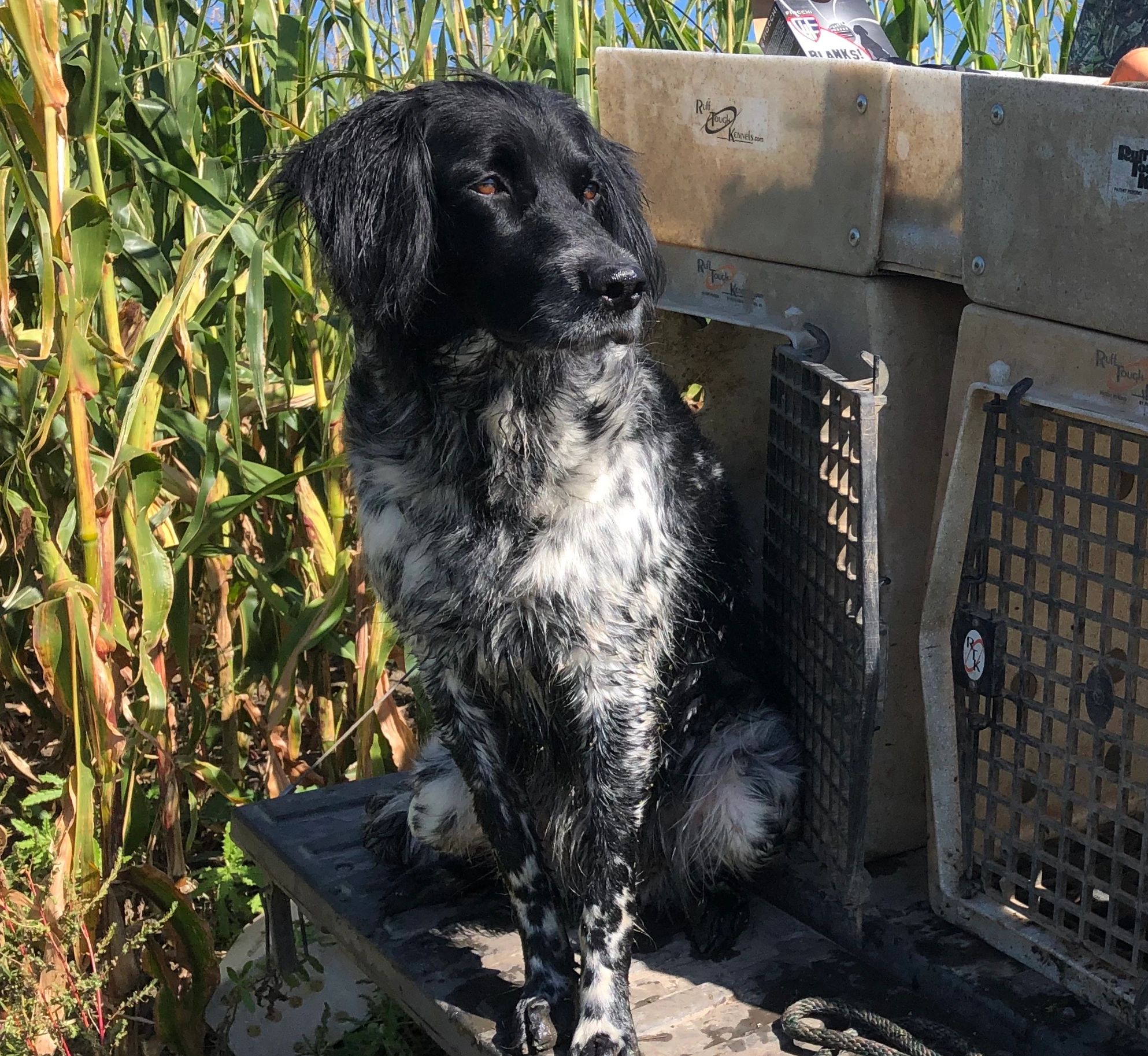 Dakota Drift Large Munsterlander Hunting Dog