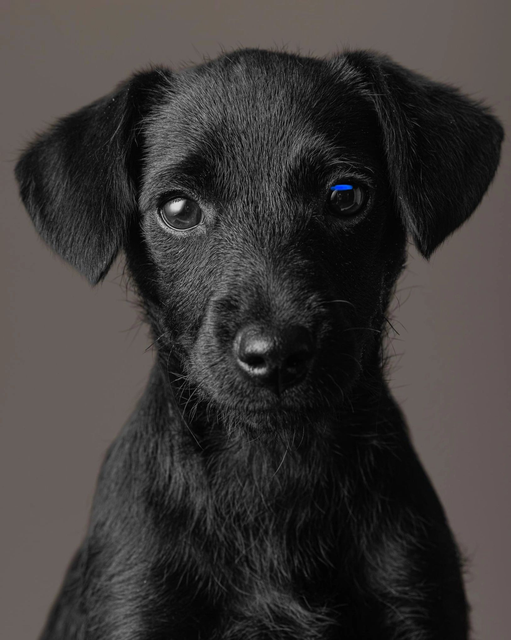 ‘Bonnie’ one of our first litter. 
Photo courtesy Westlight Studios