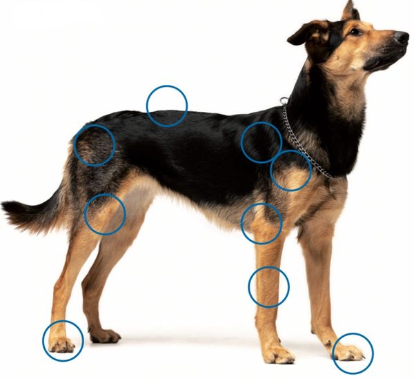 Common areas where Shock wave Therapy is applied