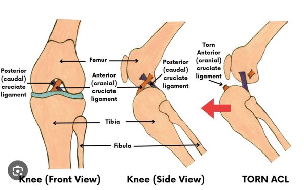 One of the most common knee injuries in the large breed dog. Cranial Cruciate Ligament Rupture