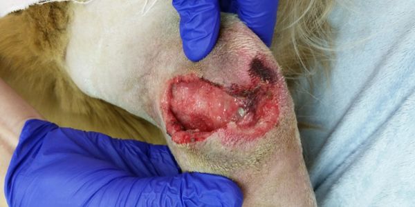 Non healing wounds can be difficult to repair if the tissue was severely damaged