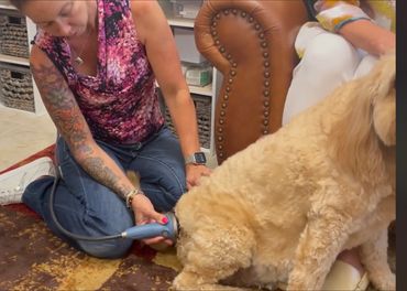 Marley sits very still for her Shockwave Therapy session