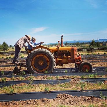 Two farmers working together on an old tractor in a field.