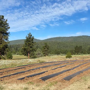 Rows of prepared soil beds in a field with a forested mountain backdrop under a blue sky.