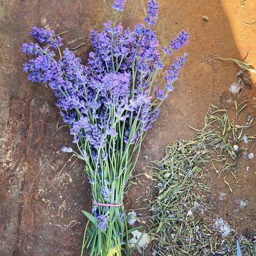 A fresh bunch of purple lavender flowers tied with a rubber band.