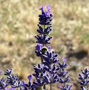 A bee gathering nectar from vibrant purple lavender flowers.