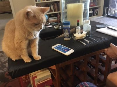BabyCat  during her animal communication phone session