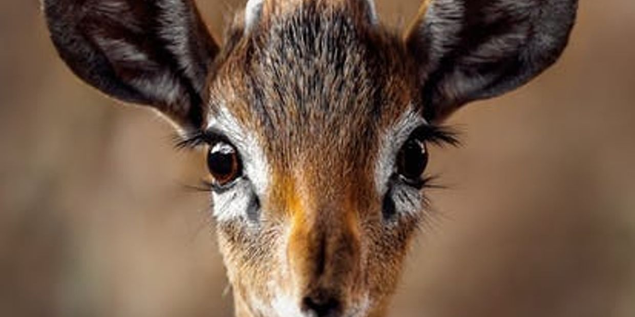baby antelope,  animal communication workshop  pet psychic    pet services 