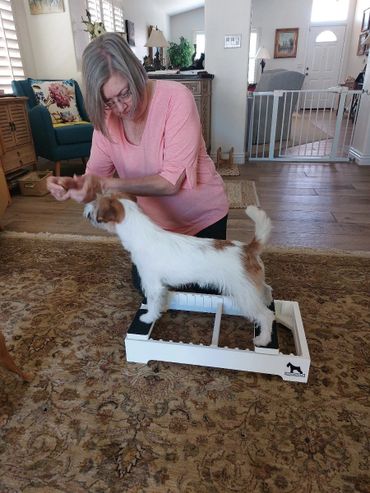 Dog Training for Dog Show Competition