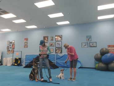 German Shepherd and Terrier dog training with dog trainers