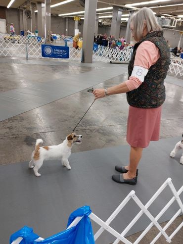 American Kennel Club Canine Training with a Certified Dog Trainer