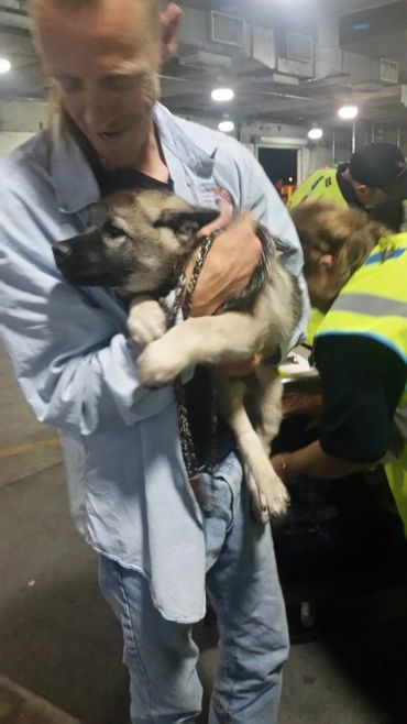 German Shepherd with Dog Trainer