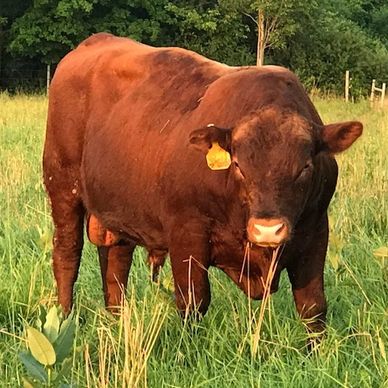 A brown bull standing in a grassy field with a yellow ear tag.