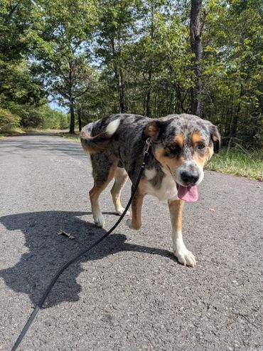 A happy dog walking on a paved path surrounded by trees.