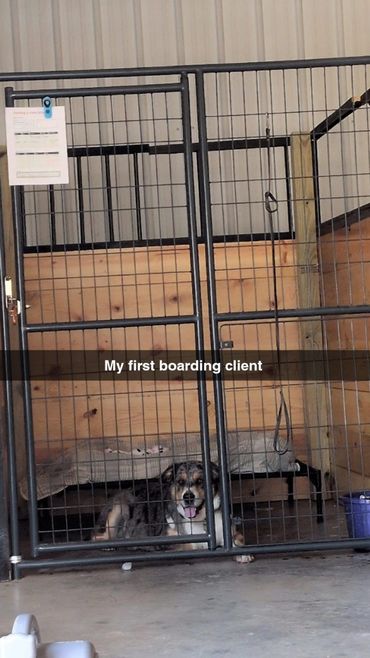 Happy dog relaxing in a kennel, ready for boarding.