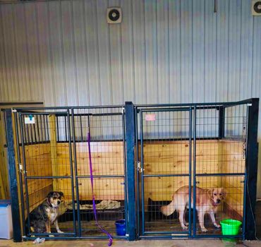 Two dogs in separate indoor kennels with wooden walls.