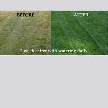 Lawn dethatching can be crucial to keeping your grass and soil healthy.