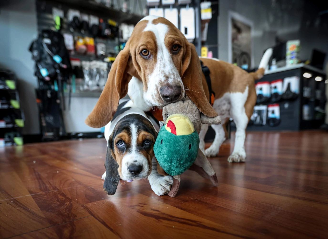 Jackson and Jolene
