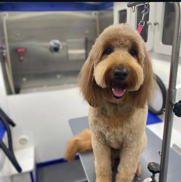 Happy groomed dog sitting on grooming table with leash attached.