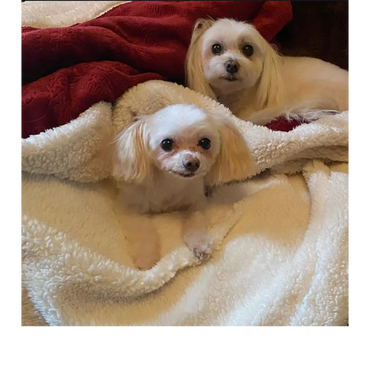 Two small white dogs resting on a cozy blanket.