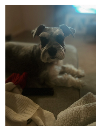 A Schnauzer dog resting on a couch in a cozy indoor setting.