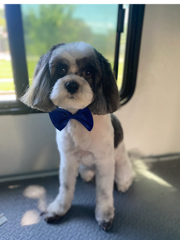 Small dog with a blue bow tie sitting indoors near a window.