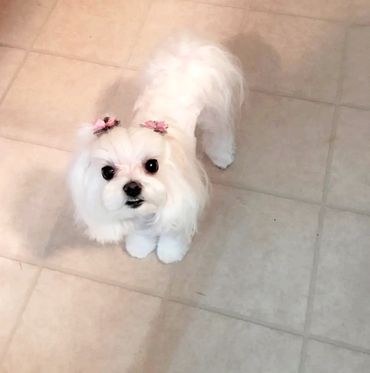 Small white dog with pink bows on its ears looking up.