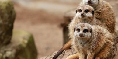 urologo carrillo, trabajo en equipo, familia, oftalmología, dermatología