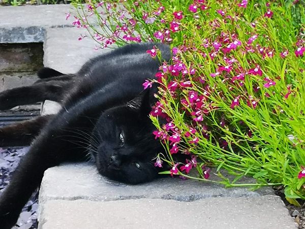 Black cat laying under flowers